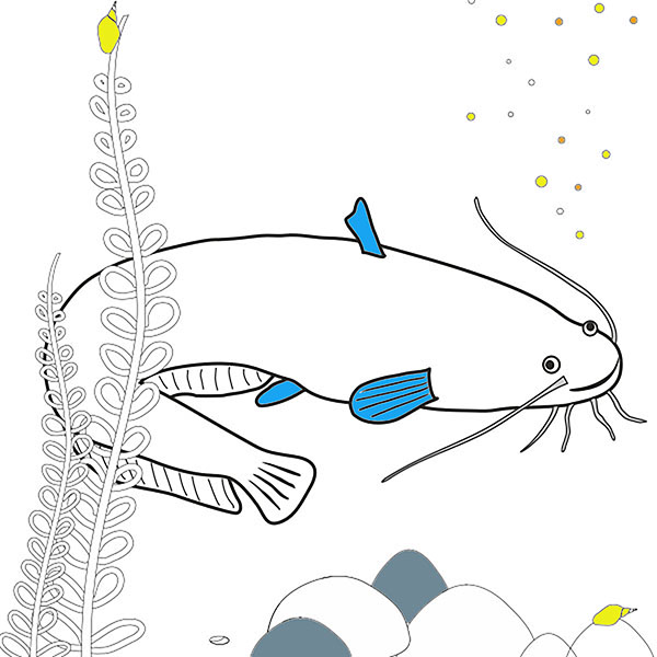 Som - Catfish (n°2) - COLORing