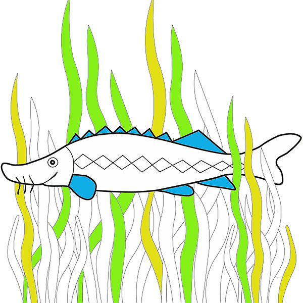 Jesetra - Sturgeon (n°1) - COLORing