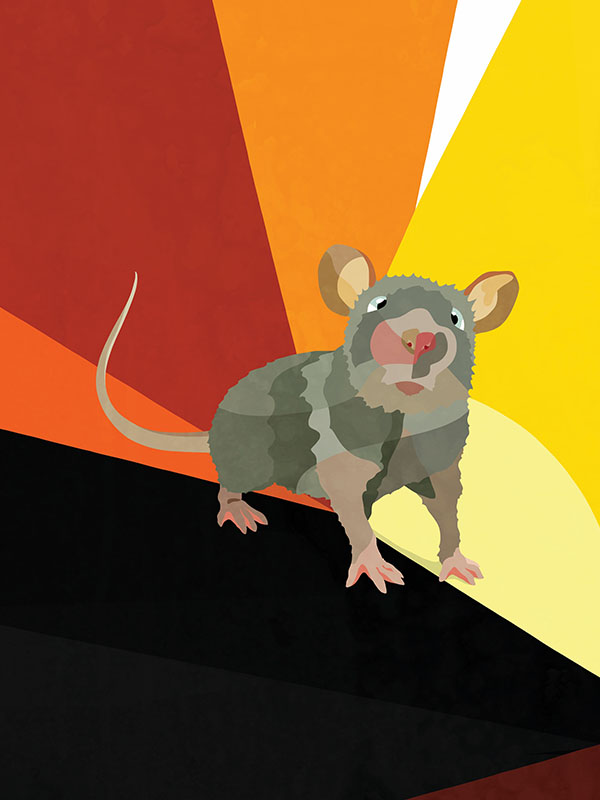 The Rat (2015). | The Water We Want